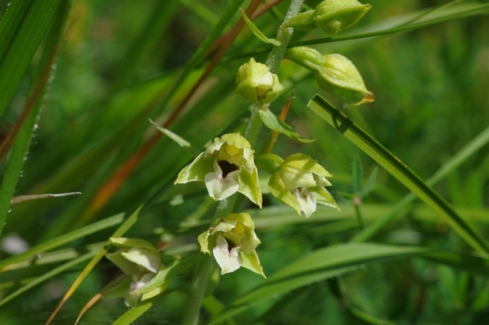 helleborine  Apuane